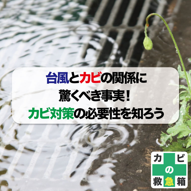 台風とカビの関係に驚くべき事実!カビ対策の必要性を知ろうおすすめカビ取り業者はカビバスターズ