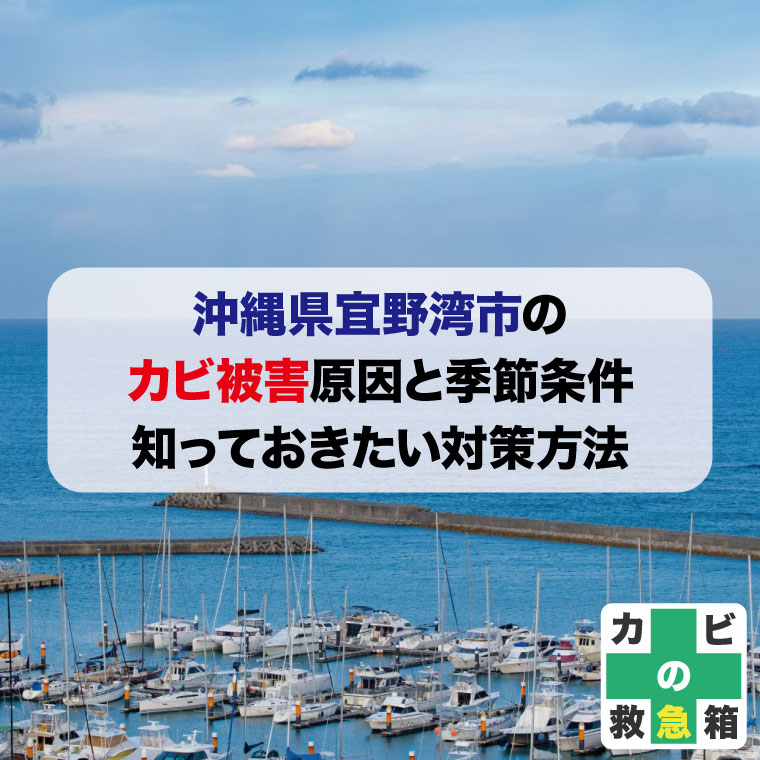 沖縄県宜野湾市のカビ被害原因と季節条件｜知っておきたい対策方法