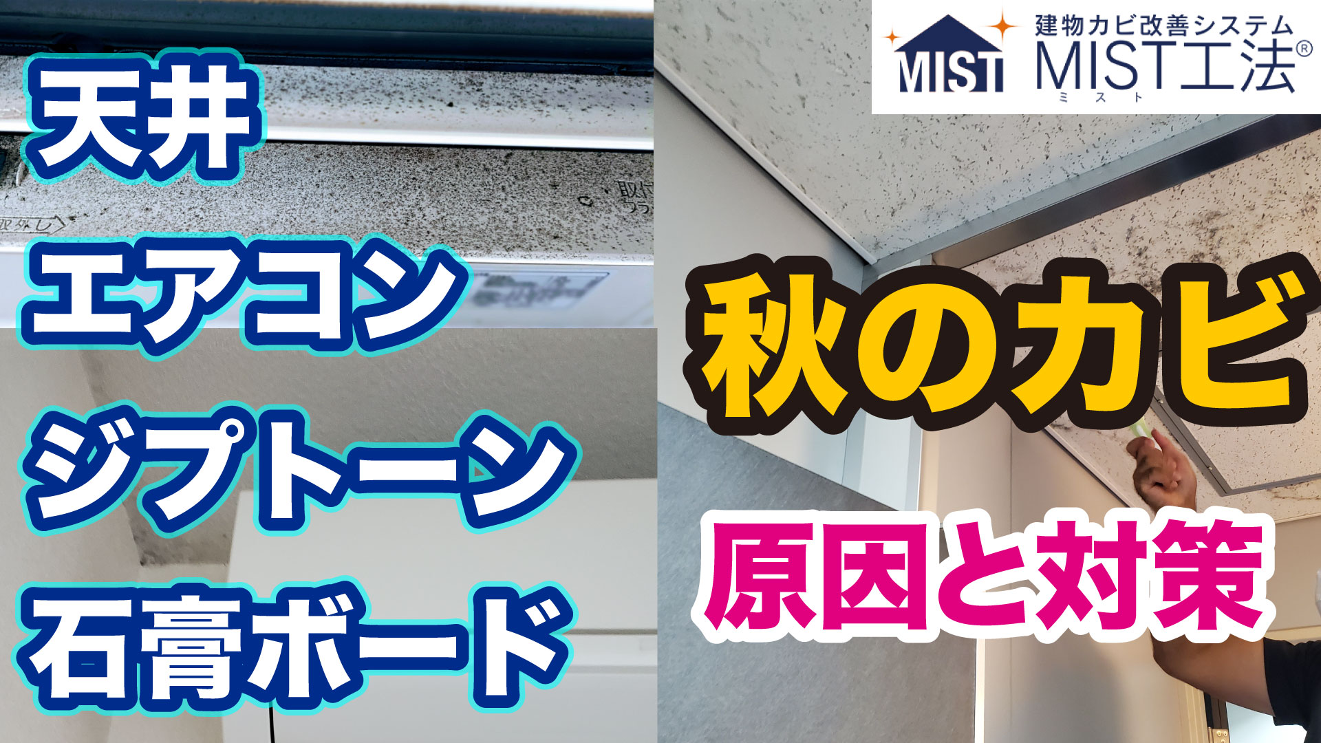 秋のカビ取りカビ対策はカビバスターズ