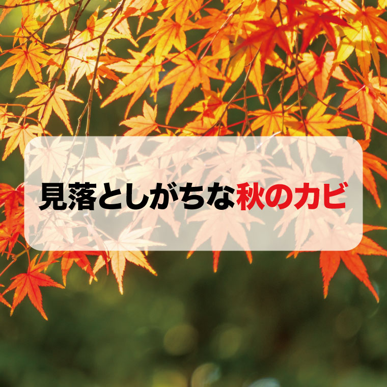 秋のカビ対策