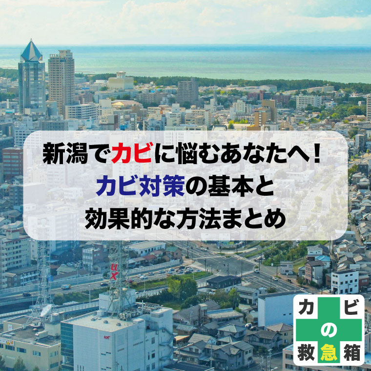 新潟でカビに悩むあなたへ!カビ対策の基本と効果的な方法まとめ
