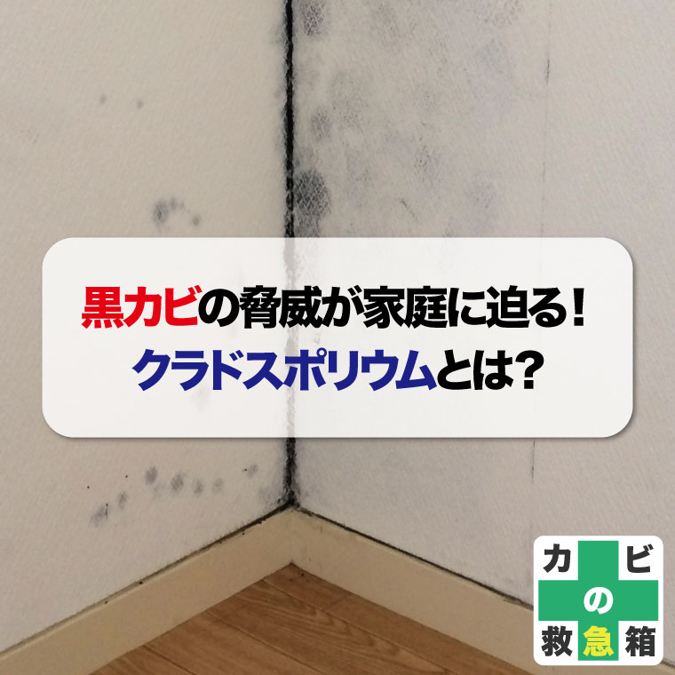 黒カビの脅威が家庭に迫る!クラドスポリウムとは?おすすめカビ取り業者はカビバスターズ