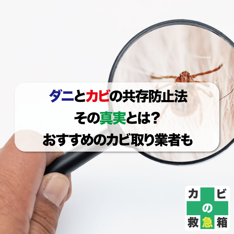 ダニとカビの共存防止法、その真実とは？おすすめのカビ取り業者はカビバスターズ