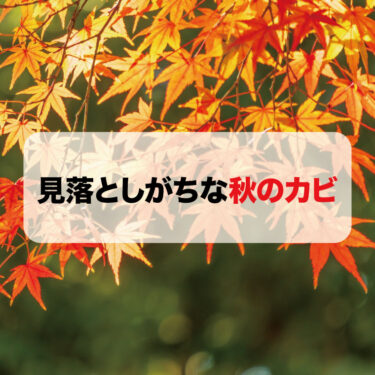 見落としがちな秋のカビとカビ対策はカビバスターズにお任せ