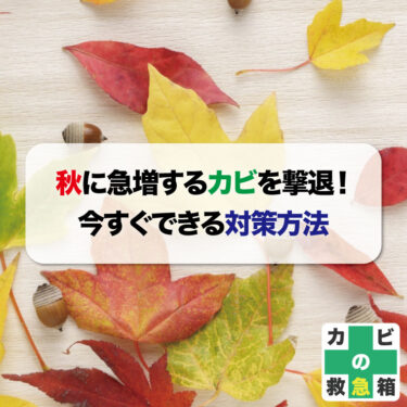 【2024年版】秋に急増するカビを撃退！今すぐできる対策方法