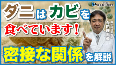 ダニはカビを食べている？驚くべき室内環境の事実とは